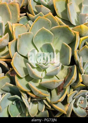 Silbrig Rosetten Der winterharte Henne und Hühner saftig Massiert, Echeveria "Perle von Nürnberg' Stockfoto