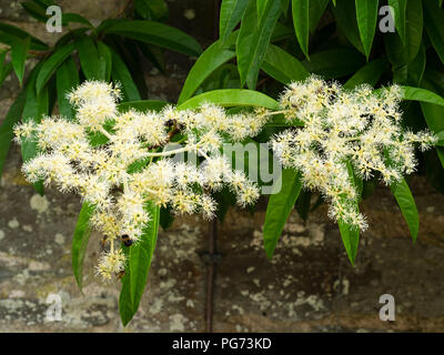 Nahaufnahme der späten Sommer Blumen der Hardy, selbst haftende Kletterer, Pileostegia viburnoides Stockfoto