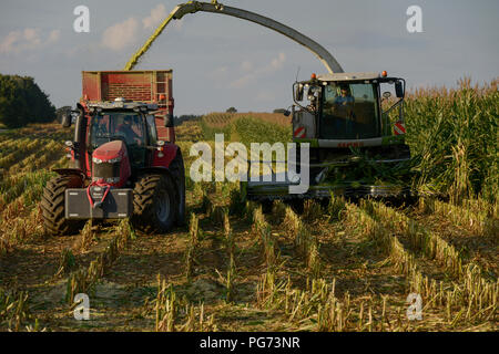 Deutschland, Ernte von Mais mit einer Erntemaschine Claas Jaguar, der Mais für Biogasanlagen oder Viehfutter verwendet Stockfoto