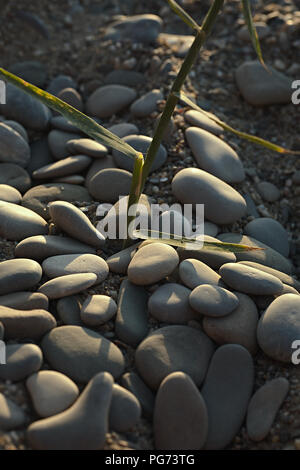 Ufer. pebbles. Das Meer. Stockfoto