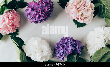 Blick von oben auf die Rahmen von hortensia Blumen auf Marmor Oberfläche Stockfoto