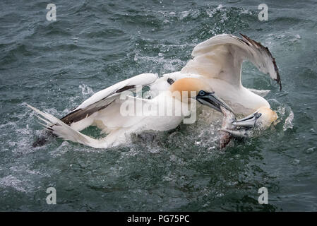 Zwei Basstölpel (Morus bassanus), Kämpfen um einen Fisch Stockfoto