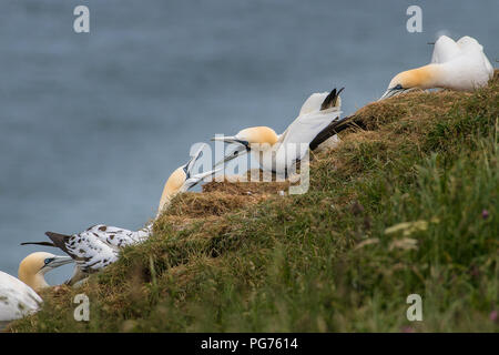 Zwei Basstölpel (Morus bassanus), Argumentieren über Gebiet Stockfoto