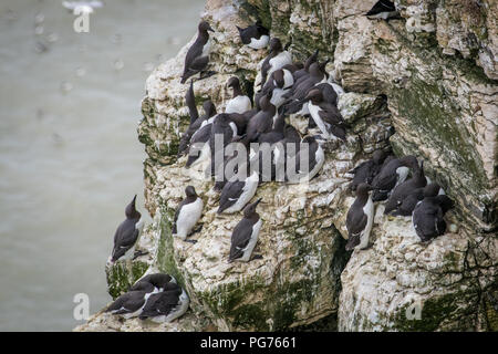 Trottellummen (Uria aalge) Verschachtelung auf Klippe Stockfoto