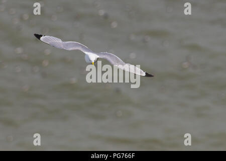 Silbermöwe Fliegen über Meer Stockfoto