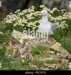 Silbermöwe mit Küken auf Klippe Stockfoto