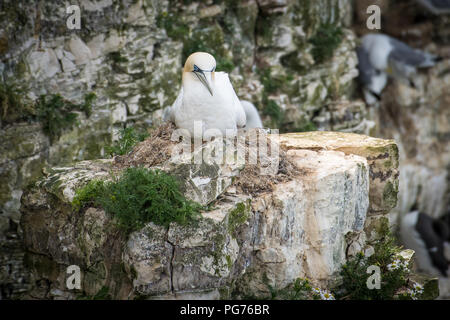 Gannett, (Morus bassanus), sitzend auf Nest auf einer Klippe Stockfoto