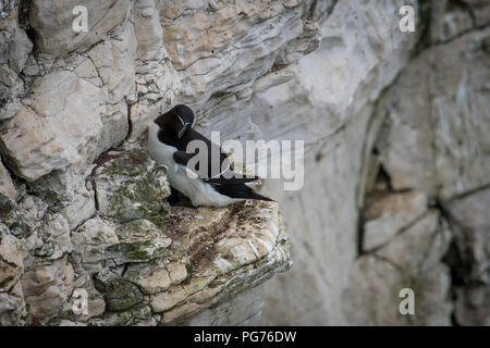 Tordalk (Alca torda) Verschachtelung auf Klippe Leiste Stockfoto