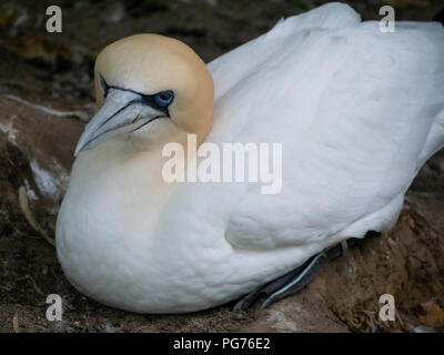 Northern Gannet (Morus bassanus), sitzend auf dem Boden Stockfoto