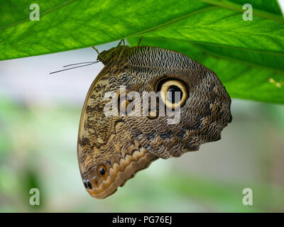 Eule butterly, tropenhaus Zoo, Amsterdam, Niederlande Stockfoto