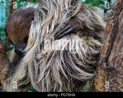 Zwei-toed sloth, Artis Royal Zoo, Amsterdam, Niederlande Stockfoto