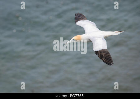 Gannett, (Morus bassanus), fliegt über Meer Stockfoto