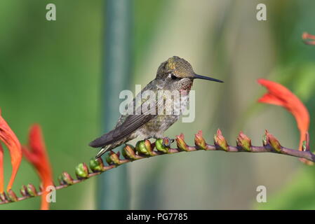 Der Kolibri sitzen auf der Blume Stockfoto