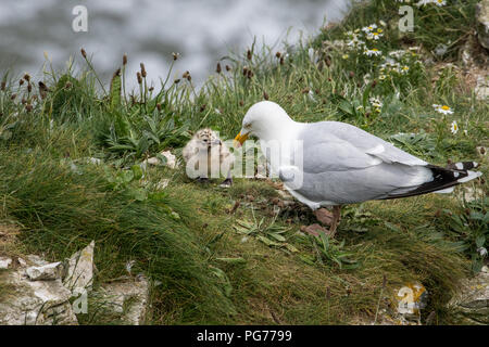 Silbermöwe mit Küken auf Klippe Stockfoto