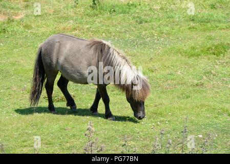 Eine kleine Shetlandponys Weiden ein Feld im Sommer in Skelbo, Sutherland, Schottland, UK Stockfoto
