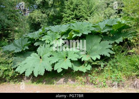 Die Gunnera manicata oder brasilianischer Riese - Rhabarber pflanzen Büschel-forming krautige Staude wächst auf der Isle of Arran, Schottland, Großbritannien Stockfoto