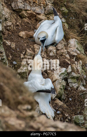 Basstölpel (Morus bassanus), Streit um die Verschachtelung Gebiet Stockfoto