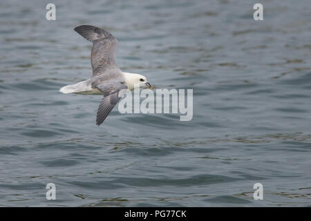 Eissturmvogel (Fulmarus glacialis) Fliegen über Meer Stockfoto