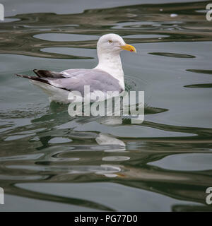 Silbermöwe Schwimmen auf ruhiger See mit Reflektion Stockfoto