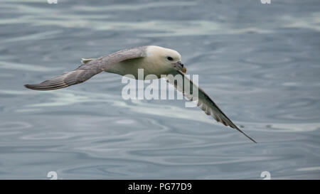 Eissturmvogel (Fulmarus glacialis) Fliegen über Meer Stockfoto