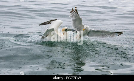 Gannett Kämpfen mit Möwe über einen Fisch Stockfoto