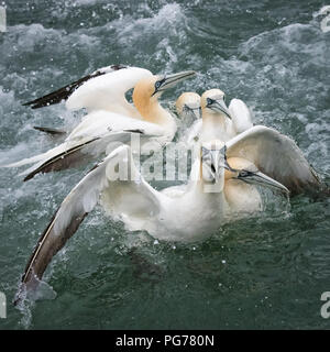 Basstölpel (Morus bassanus), Gerangel um Posten und Fisch Stockfoto