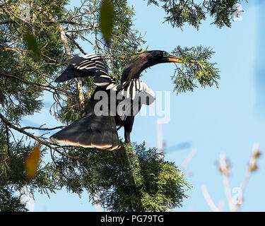 Anhinga männliche Vogel mit ausgebreiteten Flügeln auf einem Ast mit einem bleu Himmel Hintergrund in seiner Umgebung thront und Umgebung Stockfoto