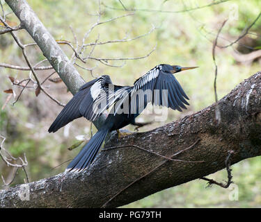 Anhinga männliche Vogel mit ausgebreiteten Flügeln auf einem Ast mit einem grünen bokeh Hintergrund in seiner Umgebung thront und Umgebung Stockfoto