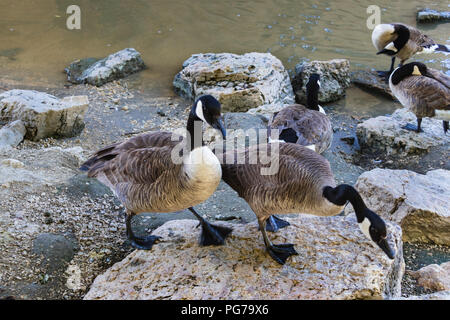 Fünf kanadische Gänse am Ufer. Kanadische Gans Stockfoto