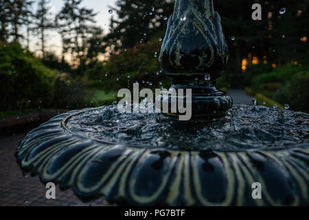Pfau Stockfoto