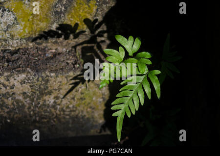 Eine abstrakte Komposition einer Farn wächst an den Felsen Stockfoto