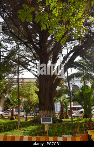 Der Arbol de La Paz (Baum des Friedens), an der Plaza Independencia, Tupiza, Bolivien Stockfoto