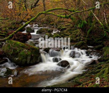 Fluss und Bäume im Herbst Farben, Aira Kraft, Lake District, England Stockfoto