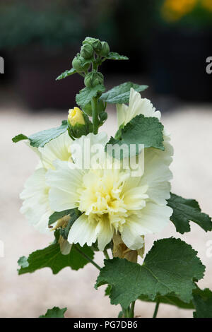 Pring Berühmtheiten des Alcea rosea Zitrone'. Althaea rosea. Pring's Malve Berühmtheiten Zitrone' Blume Stockfoto