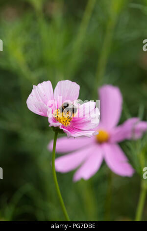 Bombus Lucorum. Hummel auf schmuckkörbchen Daydream Blume Stockfoto