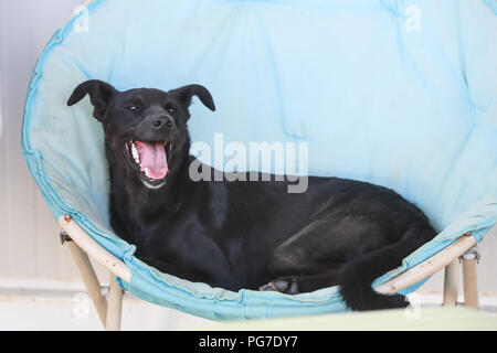 Hund in einem Tierheim warten auf jemanden, der Sie zu verabschieden. Stockfoto