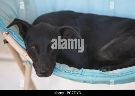 Hund in einem Tierheim warten auf jemanden, der Sie zu verabschieden. Stockfoto