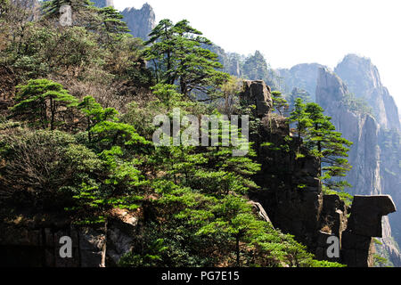 Twisted Kiefern, Wolken, Pinacles, Felsen, Berge, RocksYellow Jaingxi Huang Shan, Provinz, China, VR China, Volksrepublik China Stockfoto