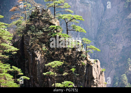 Twisted Kiefern, Wolken, Pinacles, Felsen, Berge, RocksYellow Jaingxi Huang Shan, Provinz, China, VR China, Volksrepublik China Stockfoto