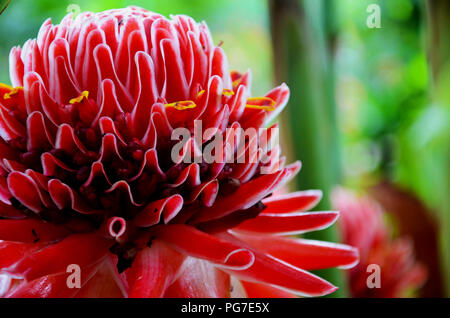 Nahaufnahme einer wunderschönen Blume Stockfoto