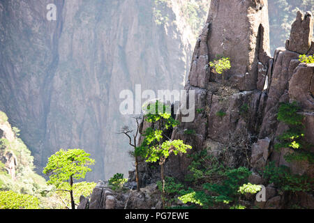 Twisted Kiefern, Wolken, Pinacles, Felsen, Berge, RocksYellow Jaingxi Huang Shan, Provinz, China, VR China, Volksrepublik China Stockfoto