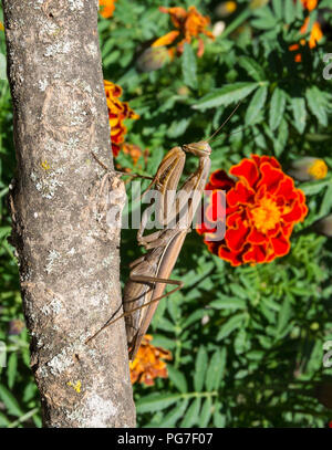 Mantis braunes Insekt in der Natur. Predator, jagt und frisst andere Insekten. Stockfoto