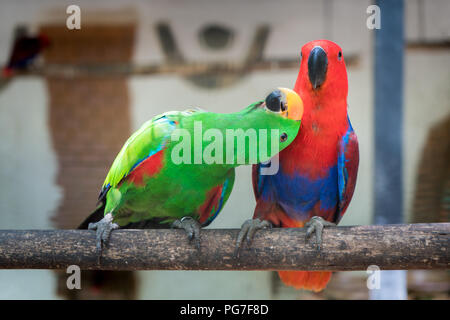 Paar Grün Rot Sittich Alexandrine Parakeet Papageien an Holz Niederlassung in Dschungel hocken. Stockfoto