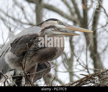 Bleu Heron Vögel auf dem Nest mit einem Baby Blue heron Vogel mit einem Bokeh Hintergrund in seiner Umwelt und Umgebung. Stockfoto