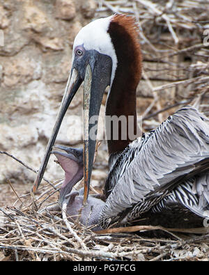 Brauner Pelikan Vogel Mutter Vogel Ihr Baby füttern in seiner Umwelt und Umgebung, mit einem Hintergrund. Stockfoto