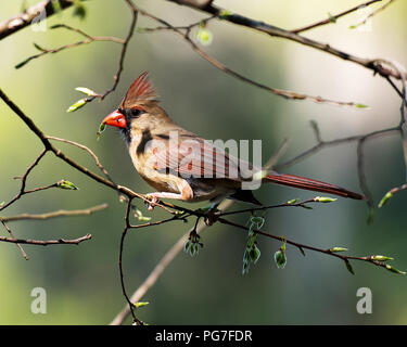 Kardinal weibliche Vogel mit einem Bokeh Hintergrund in seiner Umgebung und Umwelt thront. Stockfoto