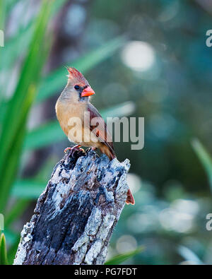 Kardinal weibliche Vogel mit einem Bokeh Hintergrund in seiner Umgebung und Umwelt thront. Stockfoto