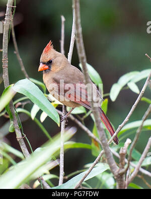 Kardinal weibliche Vogel mit einem Bokeh Hintergrund in seiner Umgebung und Umwelt thront. Stockfoto