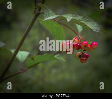 Wilde Beeren von Bertha Creek Stockfoto