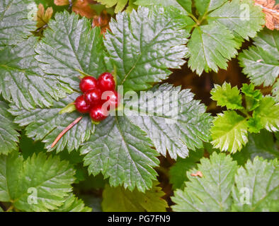 Wilde Beeren von Bertha Creek Stockfoto